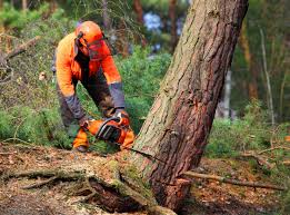 Why Choose Our Tree Removal Services in Avra Valley, AZ?