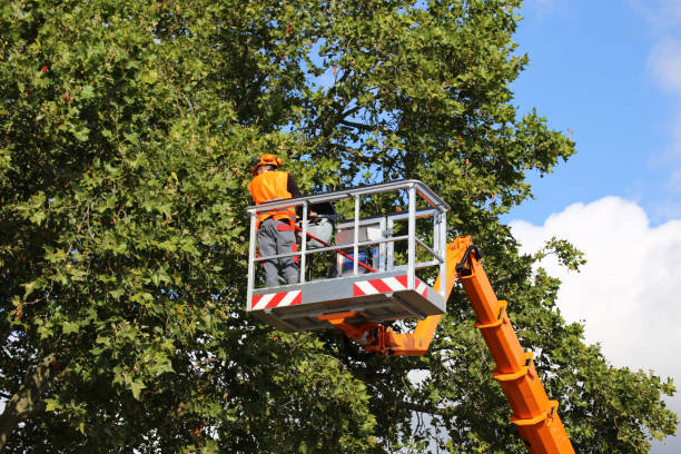 Best Emergency Tree Removal  in Avra Valley, AZ