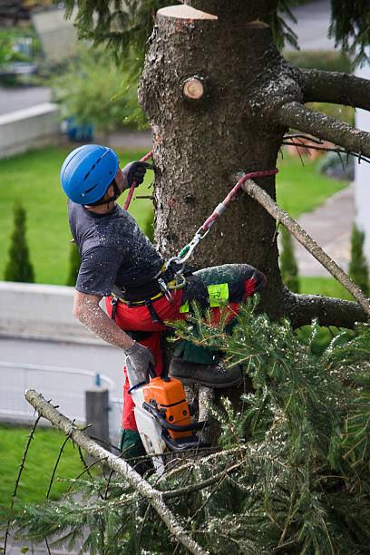 Best Arborist Consultation Services  in Avra Valley, AZ