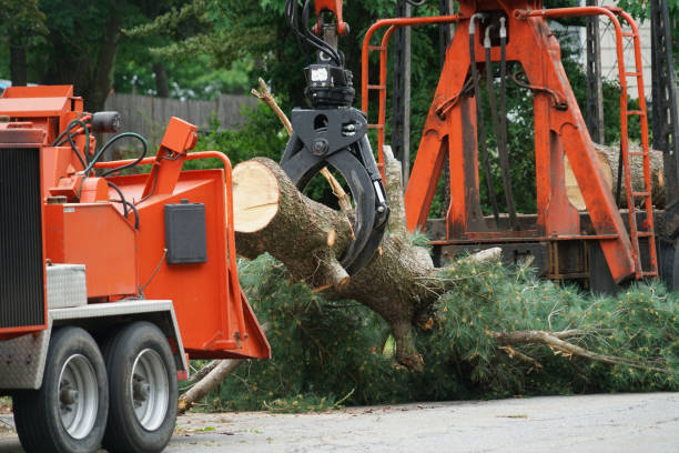 Best Tree Trimming and Pruning  in Avra Valley, AZ